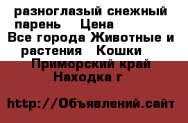 разноглазый снежный парень. › Цена ­ 10 000 - Все города Животные и растения » Кошки   . Приморский край,Находка г.